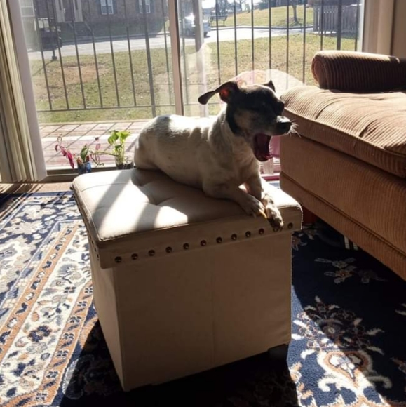 Meet your Posher, Lisa - Picture 3 of 3